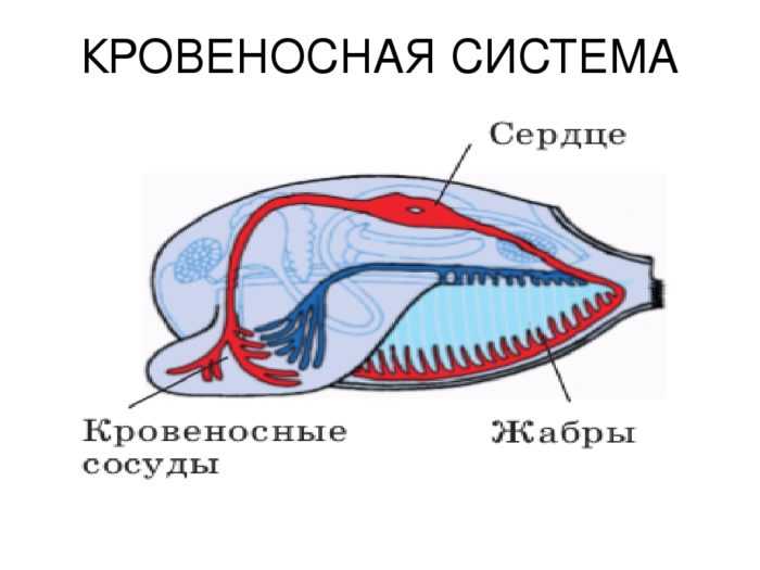 Тип моллюски. класс брюхоногие. класс двустворчатые. класс головоногие. – биология-репетитор – kaz-ekzams.ru