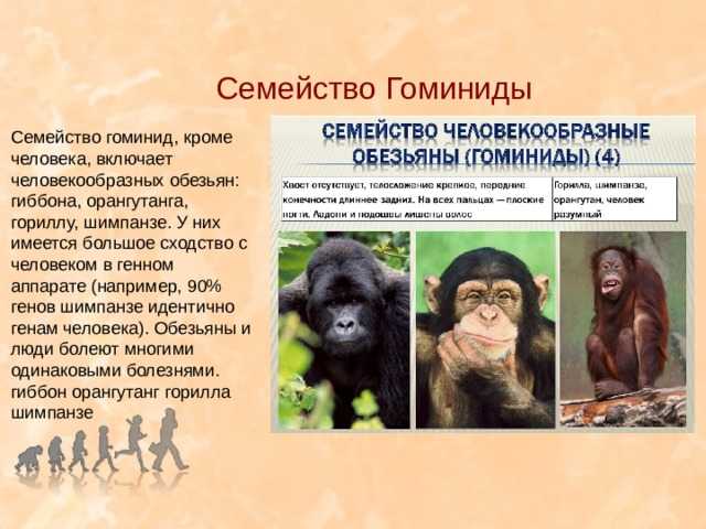 Человек обезьяна название. Обезьяны семейства гоминид. Человекообразные обезьяны систематика. Отряд приматы семейство гоминиды. Гоминиды человекообразные обезьяны.
