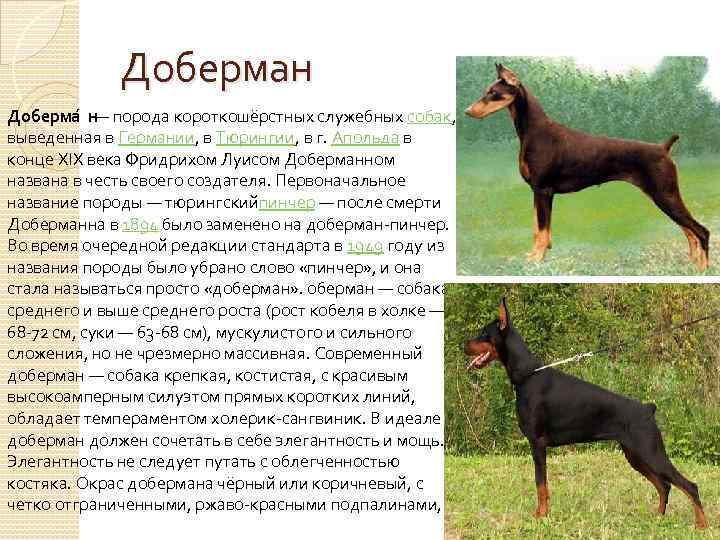 Доберман: описание породы, характеристики, цена и где купить щенка, фото | petguru