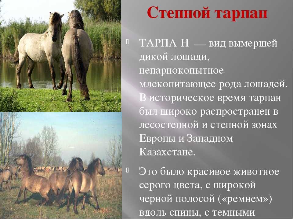 Лошадь мустанг: происхождение, места обитания, внешний вид, питание, размножение