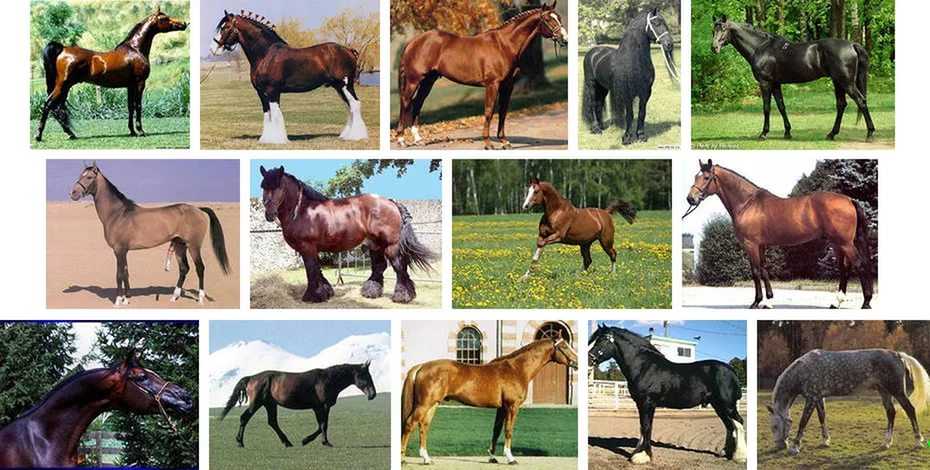 Самые большие лошади в мире | 𝚷𝚲𝐎௶𝐀𝐃𝐊𝐀 𝐌𝖀𝐗𝐀𝖀𝚲𝐀 𝐌𝐎𝐏𝐎𝟑𝐀