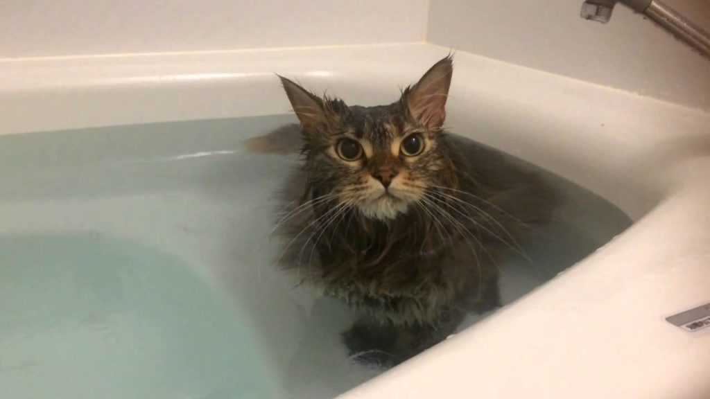 Породы кошек, которые любят воду