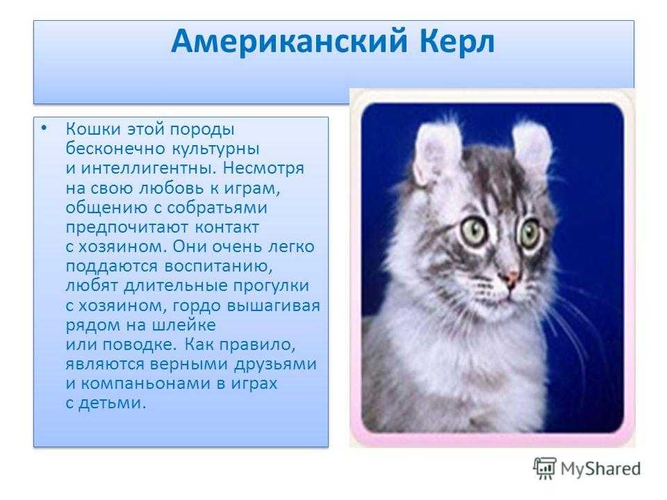 Кинкалоу: описание породы, характер кошек, советы по содержанию и уходу, фото