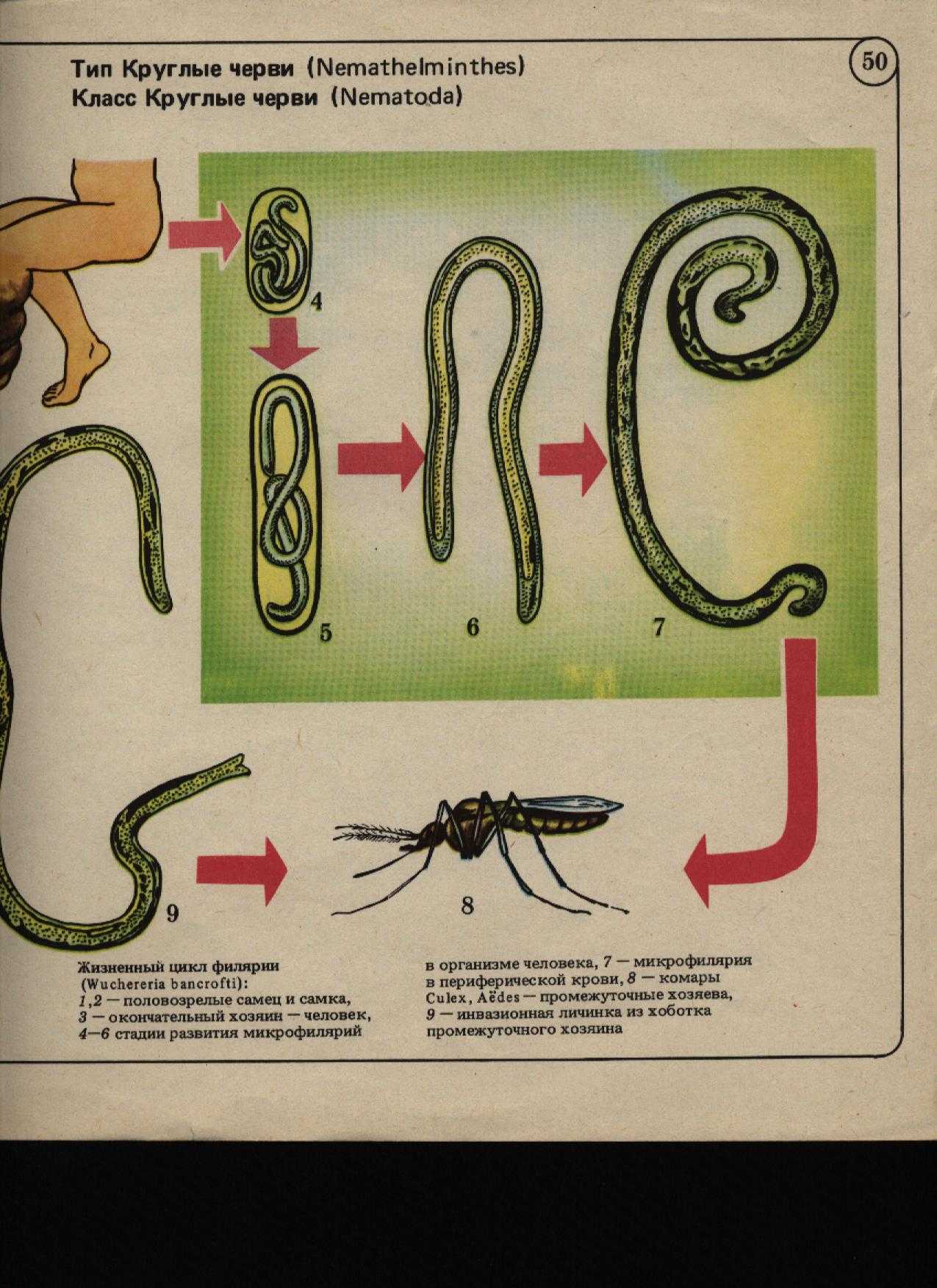 Тип первичнополостные или круглые черви: среда обитания и внешнее строение, особенности внутреннего расположения органов и размножение