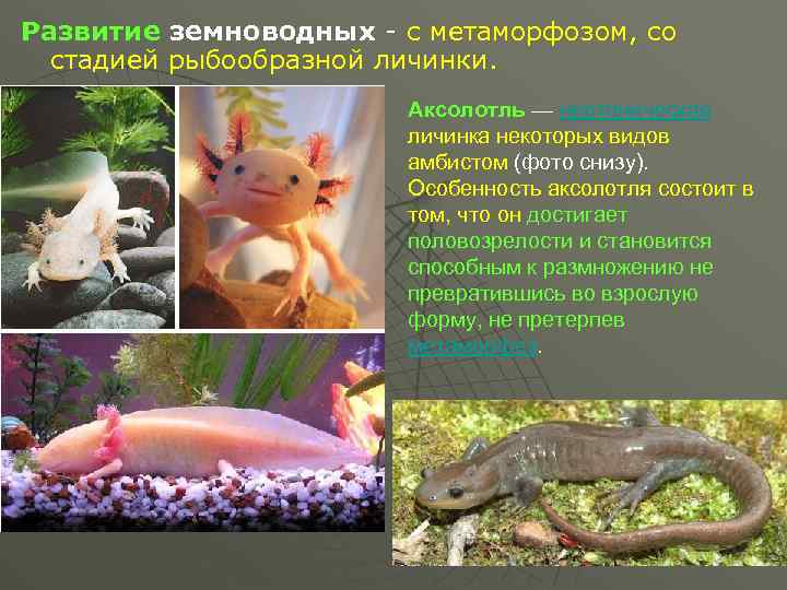 Огненная саламандра: среда обитания и характеристики вида, образ жизни и особенности размножения земноводного