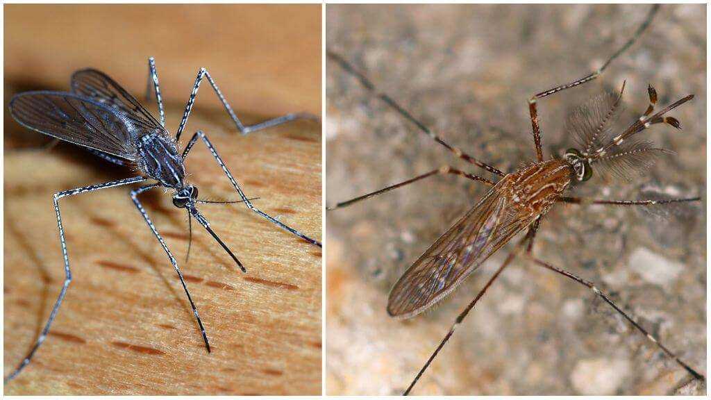 Особенности биологии развития комаров рода аnopheles, аеdеs, culex - криволапов в.н., 2013