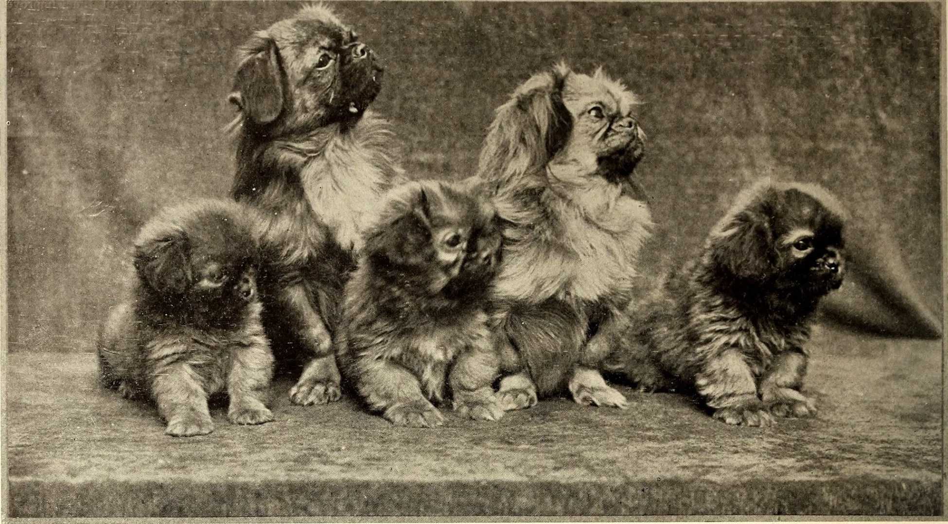 Породы собак с фото