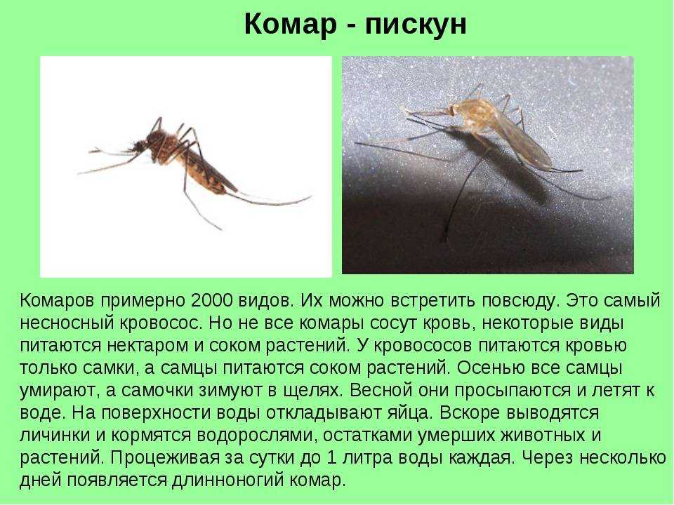 Комар, комары в подвале. эктопаразиты кровососущие. мухи и комары.отряд: diptera = двукрылые - мухи и комары. класс насекомые - insecta