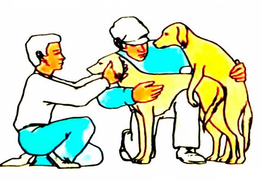 Как происходит вязка у собак первый раз и как помочь - советы специалиста