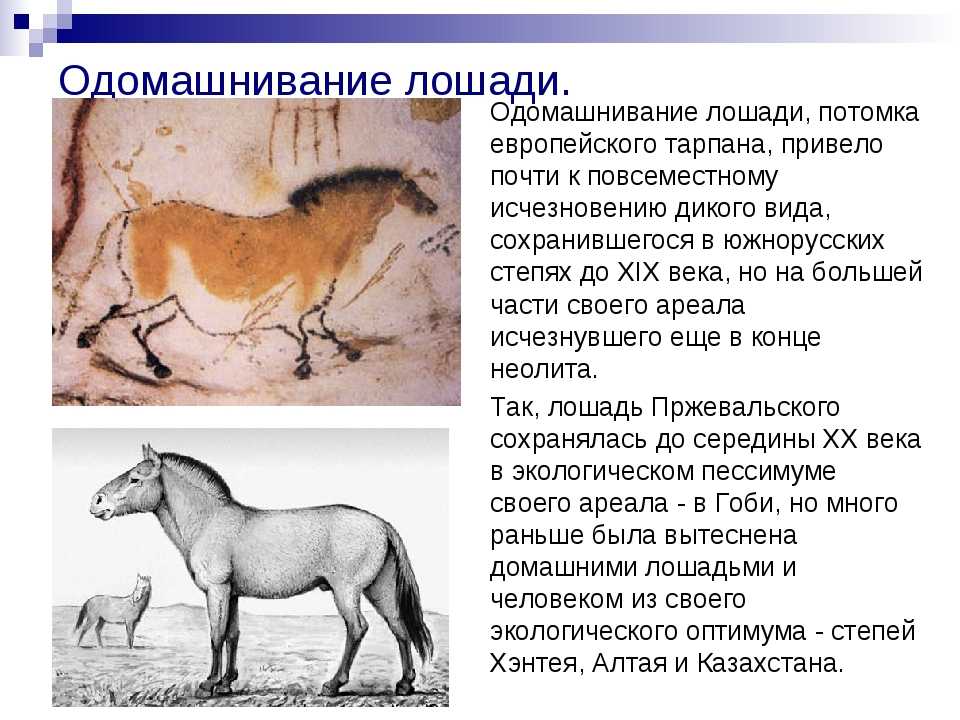 Дикие лошади: где живут в природе в россии и других странах