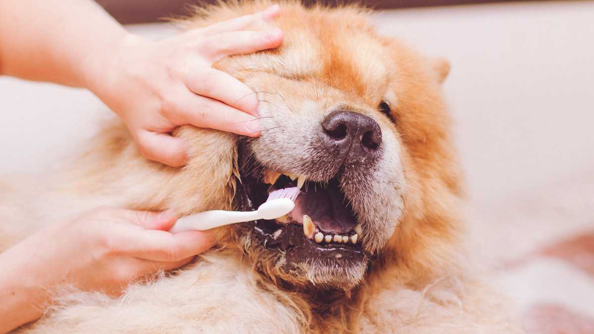 Как чистить зубы кошке — все о гигиене полости рта у кошек от а до я
