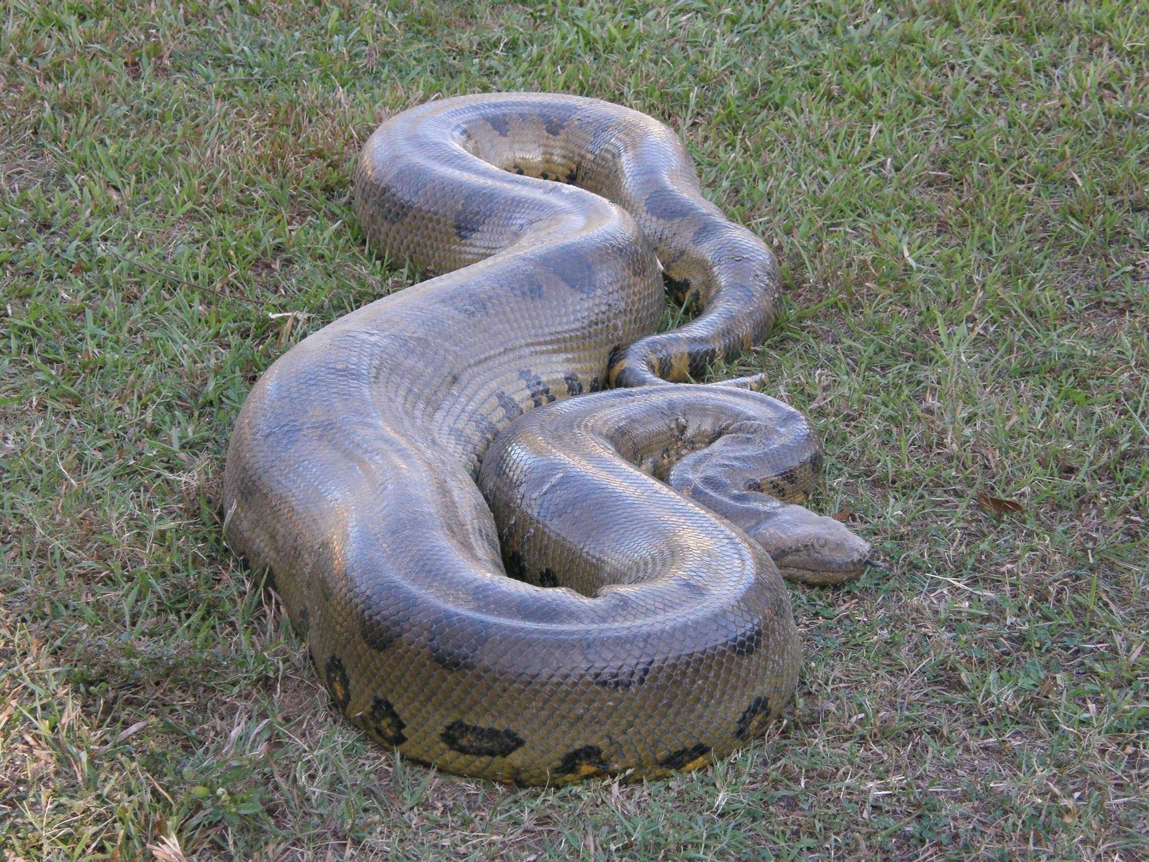 Топ 15 самых опасных и ядовитых змей в мире на фото с описанием