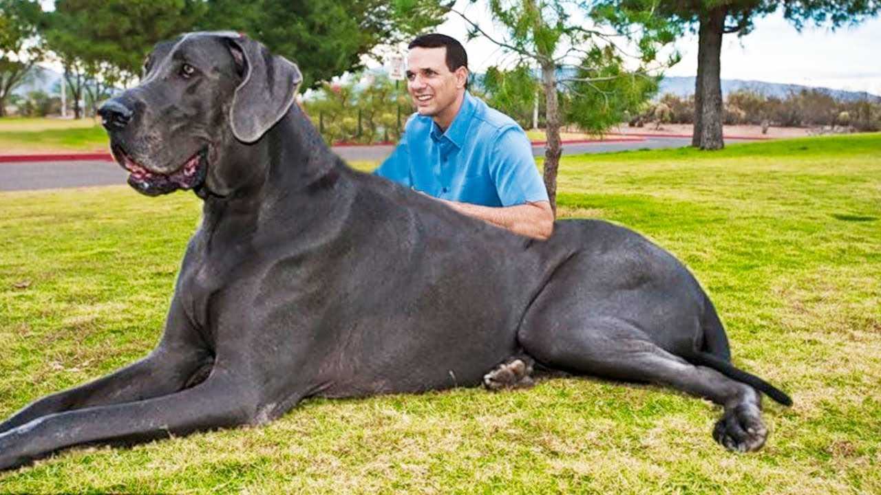 Топ-20 самых больших собак в мире