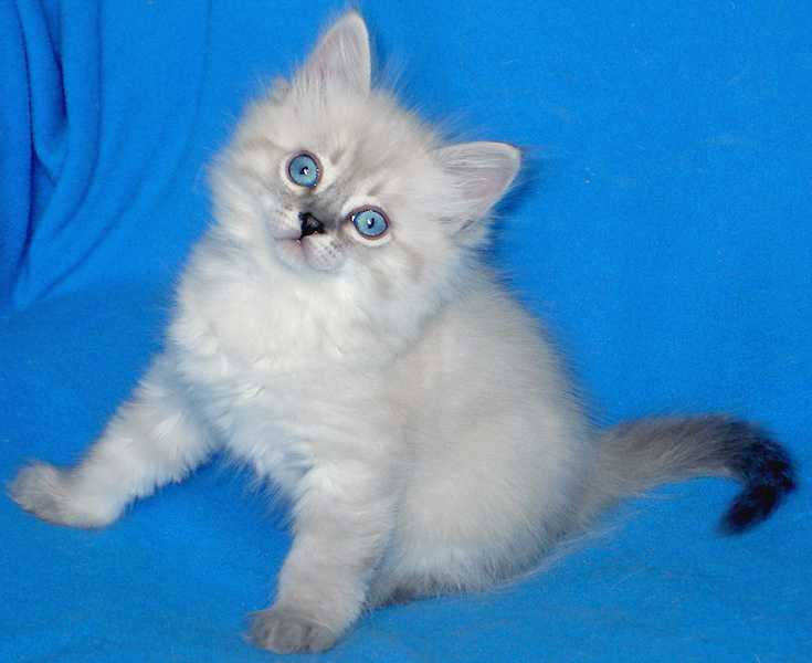 Невская маскарадная кошка: описание породы, характер, вязка, фото
