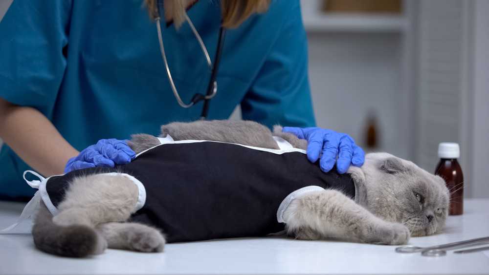 В каком возрасте можно стерилизовать кошку?