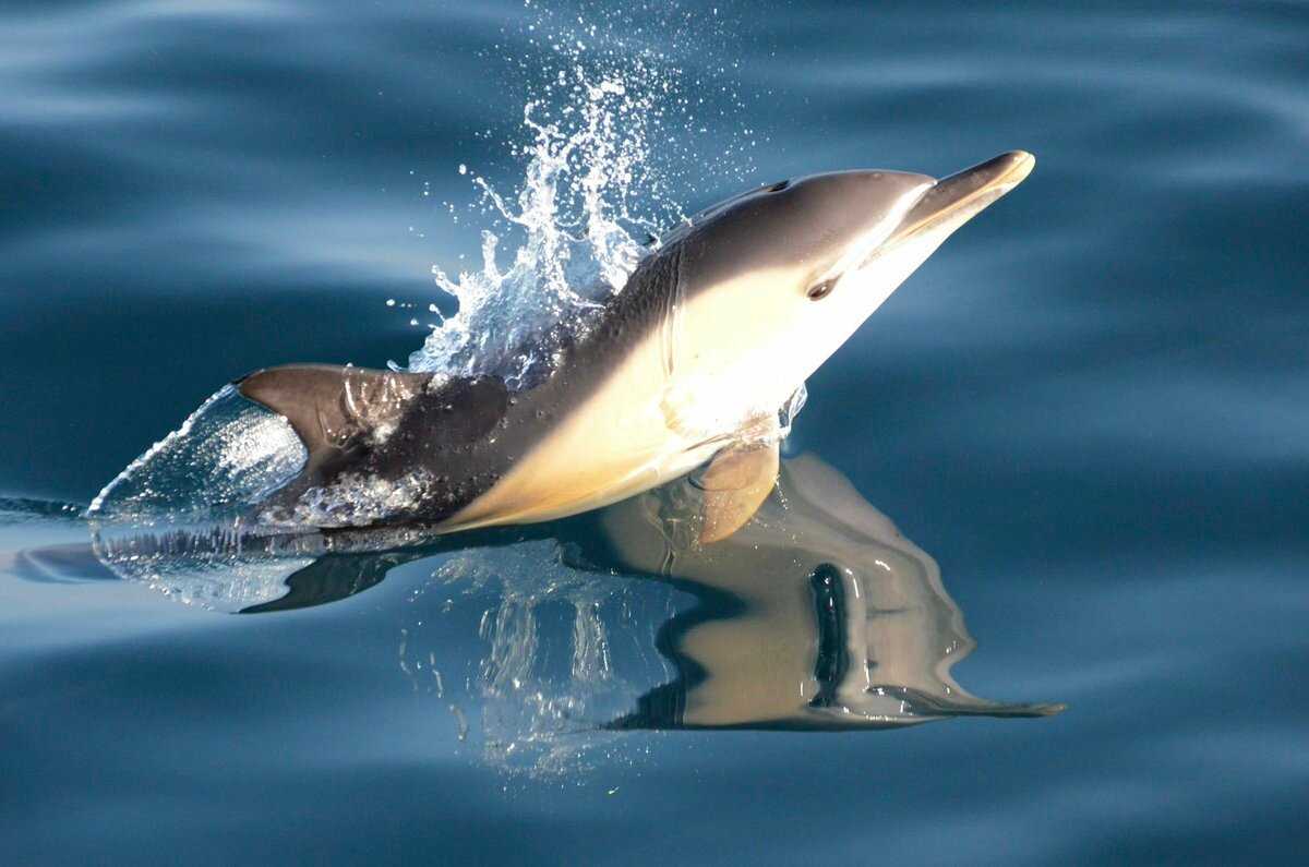 Дельфин обыкновенный, или дельфин-белобочка