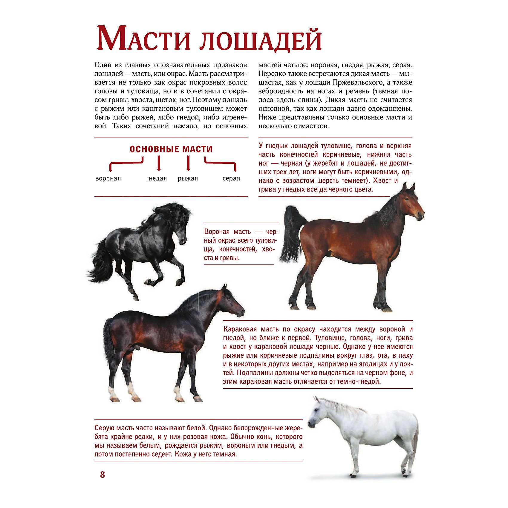 Масти лошадей с фотографиями и названиями на русском языке с хорошей прорисовкой