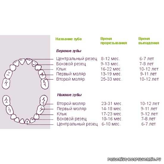 Прорезывание молочных зубов у детей сроки таблица фото