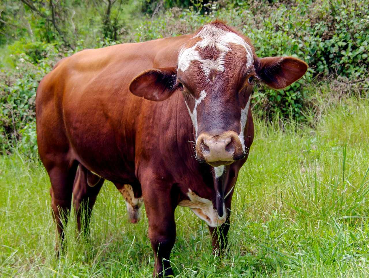 Корова ➨ описание, особенности питания, распространение, фото
