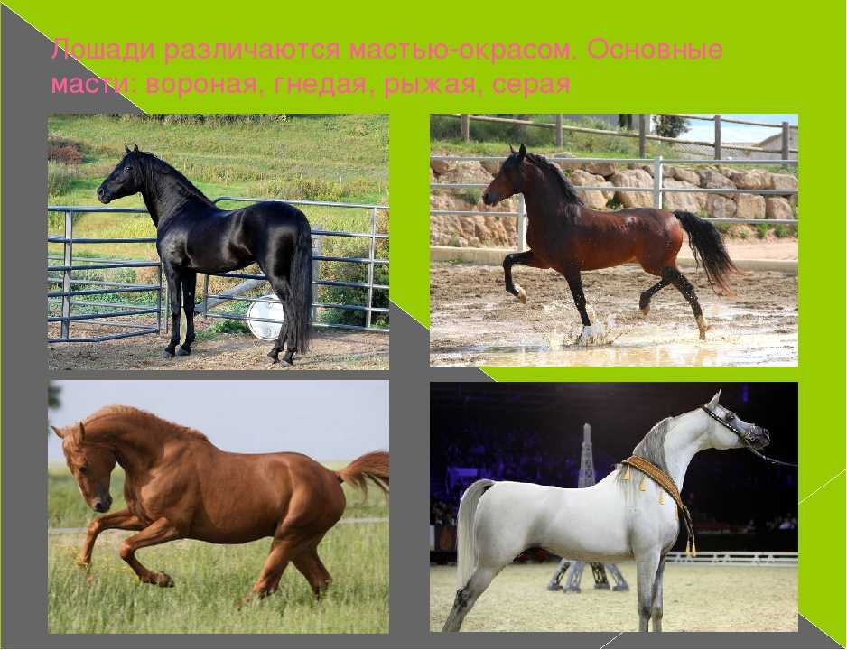 Аллюры лошадей – характеристики и виды 2021