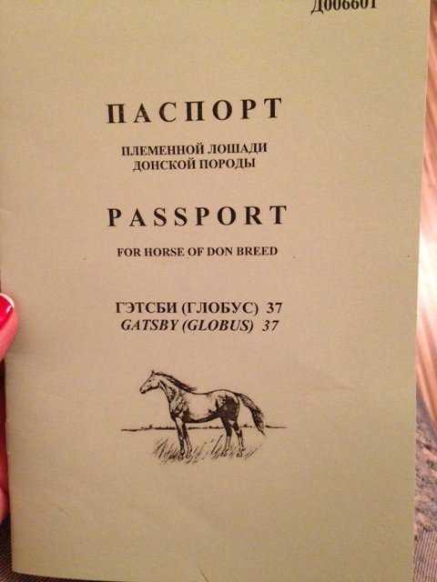 Что нужно для получения желтого паспорта лошади?