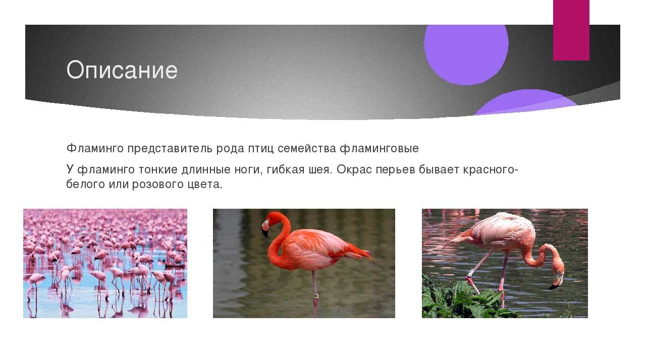 Что символизирует розовый фламинго — eta-dzeta.ru