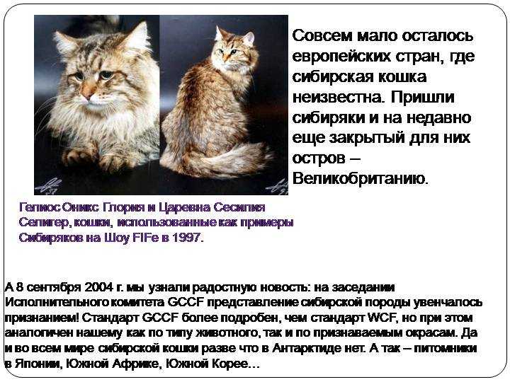 Мэнская кошка: описание породы мэнкс с фото, характер животного, особенности его содержания