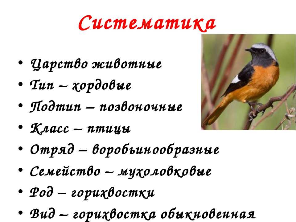 Класс птицы - характеристика, виды и строение пернатых