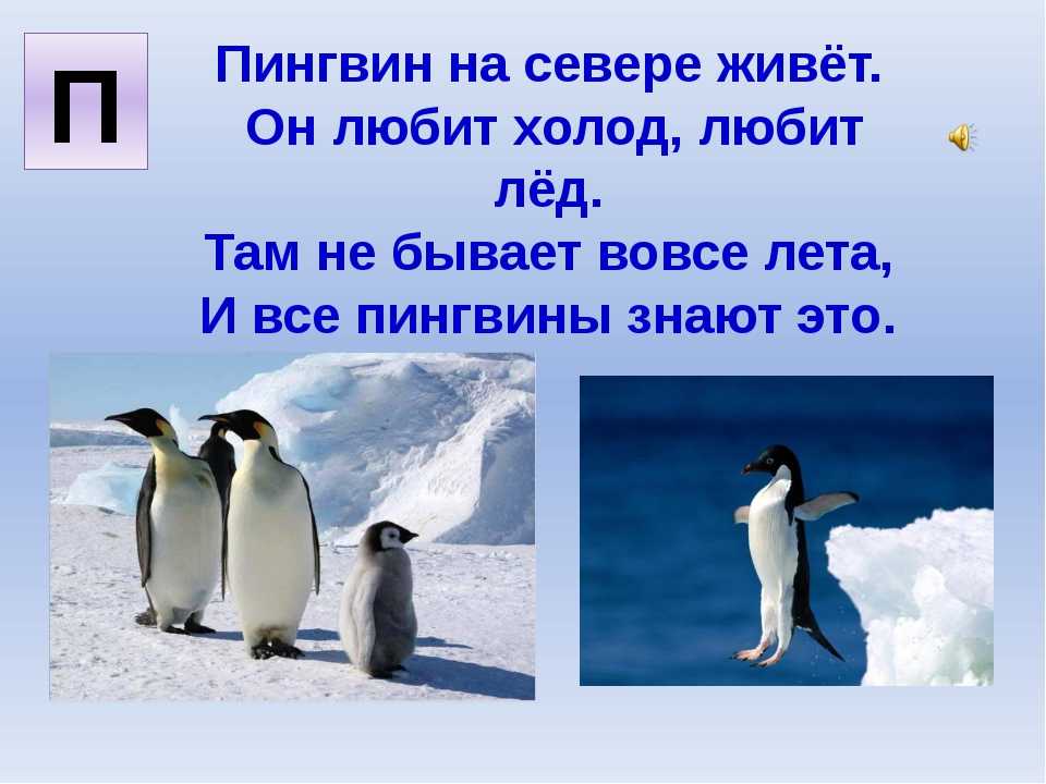 Пингвин на льдине, конспект занятия по ознакомлению с природой