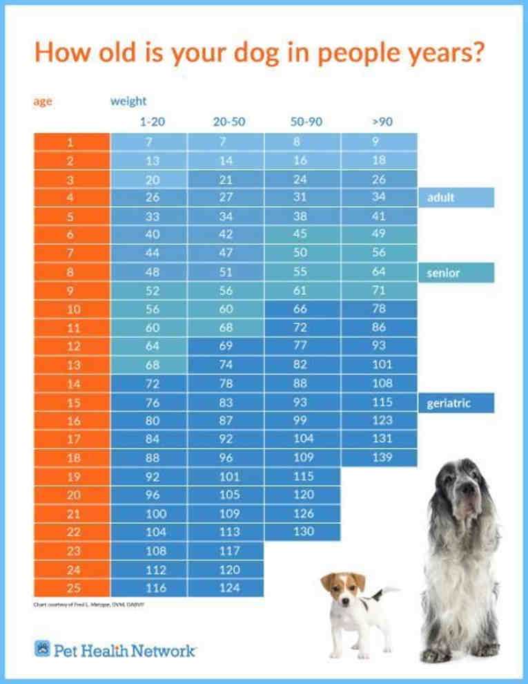 Продолжительность жизни собаки: от чего зависит, сколько лет живут собаки в домашних условиях, а сколько – на улице, рекомендации по продлению жизни питомцев