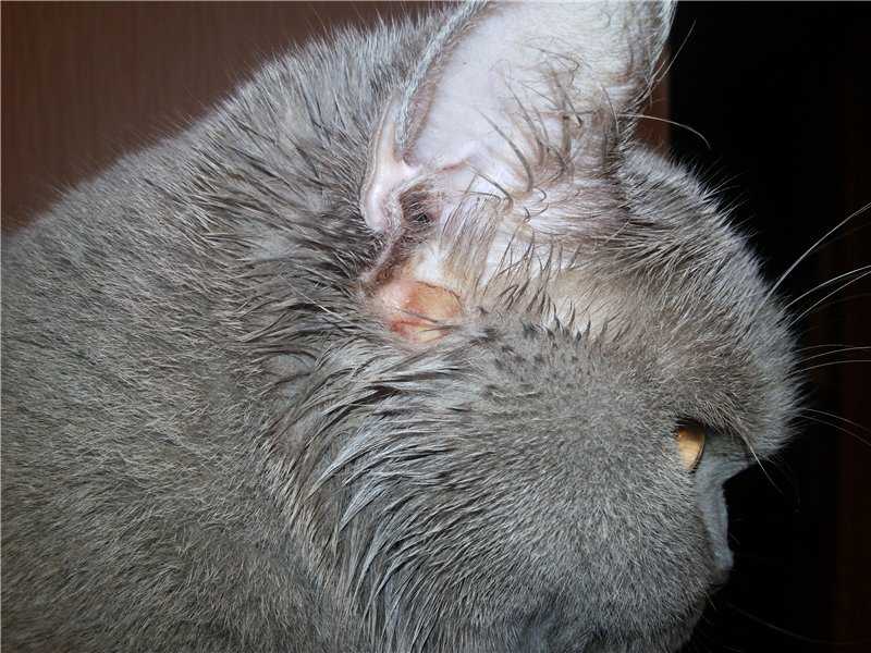 Кошка чешет уши почему: зачем трясёт головой?
