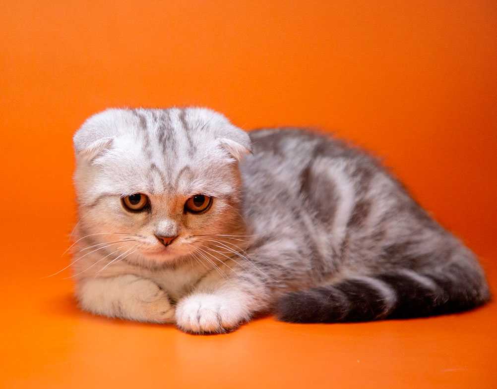 Шотландская вислоухая кошка — стандарт породы, характер, особенности содержания