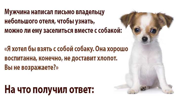 11 вещей, которые ненавидят собаки… не делайте этого!