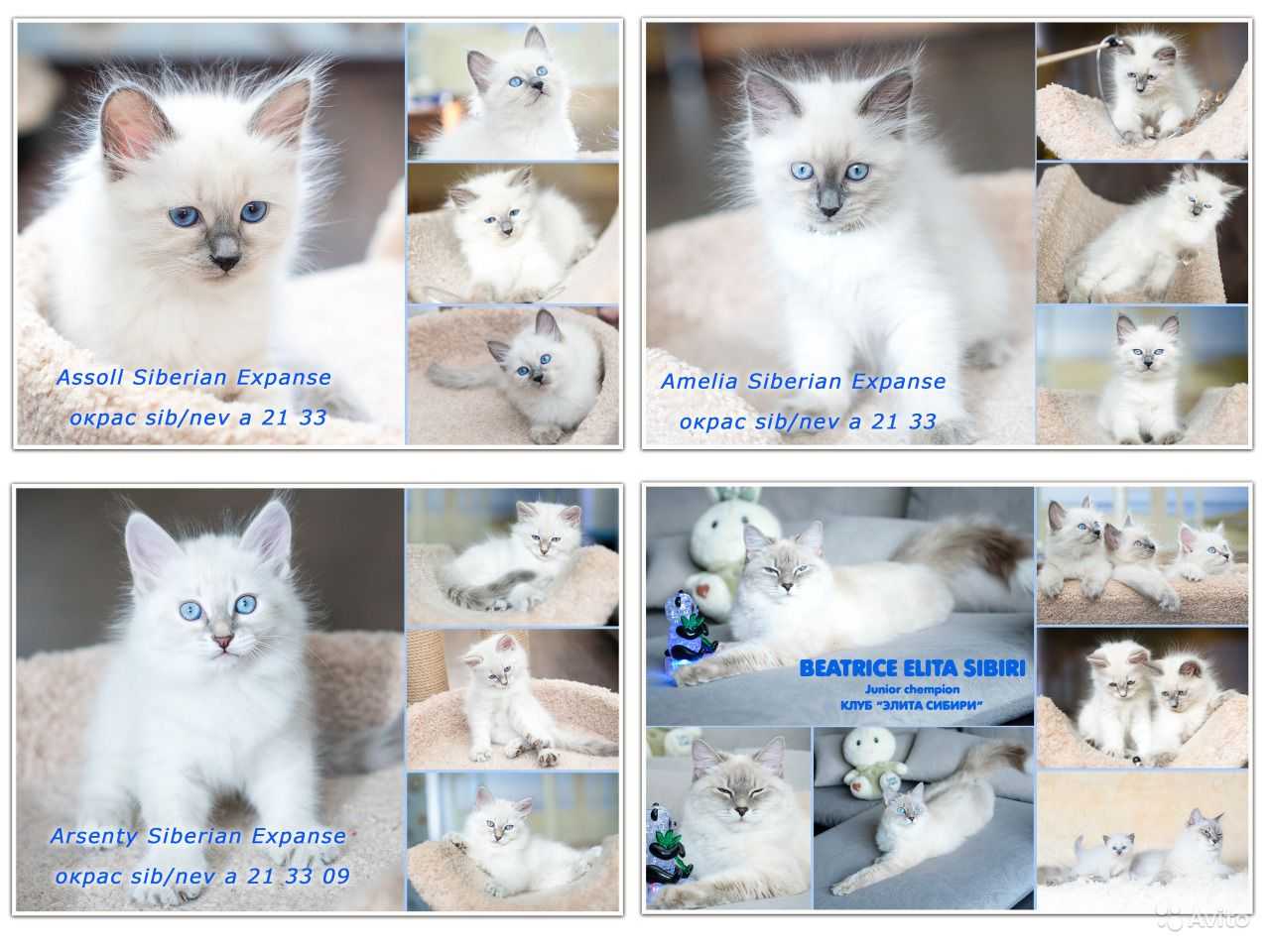 Невская маскарадная: 155 фото котят и взрослых кошек + видео описание породы