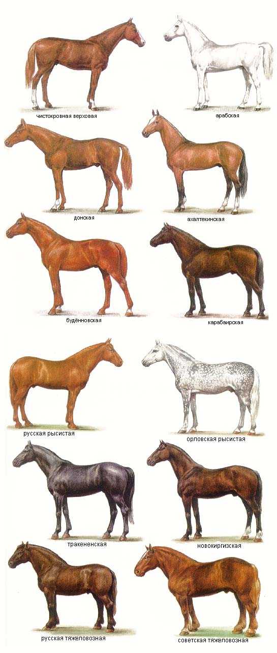 Карачаевские кони: особенности селекции этой породы лошадей в условиях конезавода