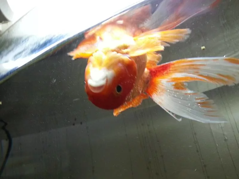 Что делать, если золотая рыбка плавает вверх брюхом?