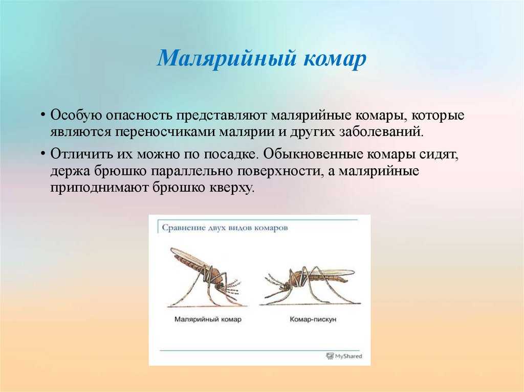 Комар culex modestus