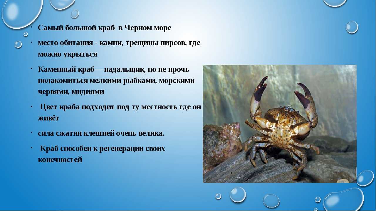 Какие крабы обитают в черном море. краб черноморский: размеры, чем питается, описание размножение мраморных крабов