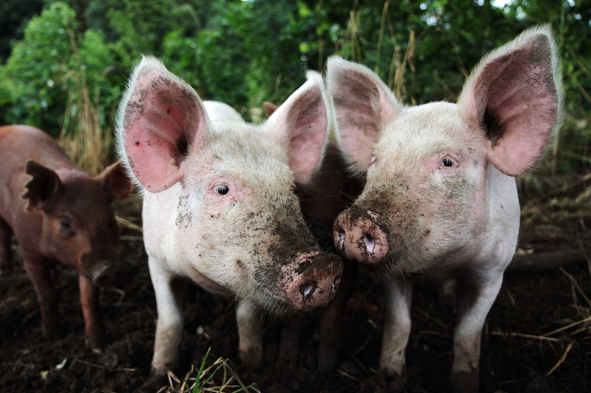 Свинья животное: описание, виды, что едят, интересные факты, фото