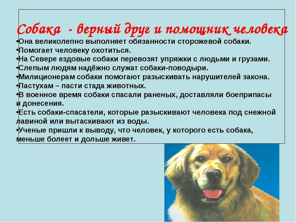 Собака убегает на прогулке. как добиться послушания? | dogkind.ru