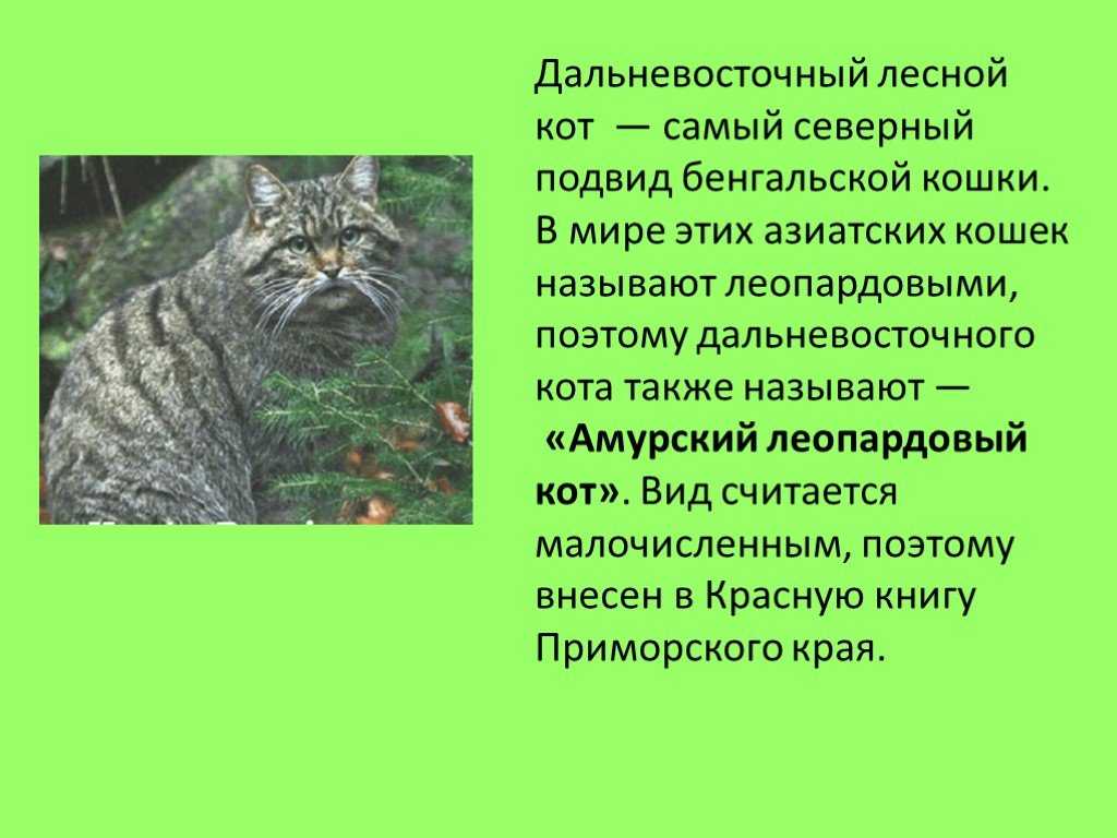 Описание Дальневосточного амурского лесного кота Его жизнь в неволе