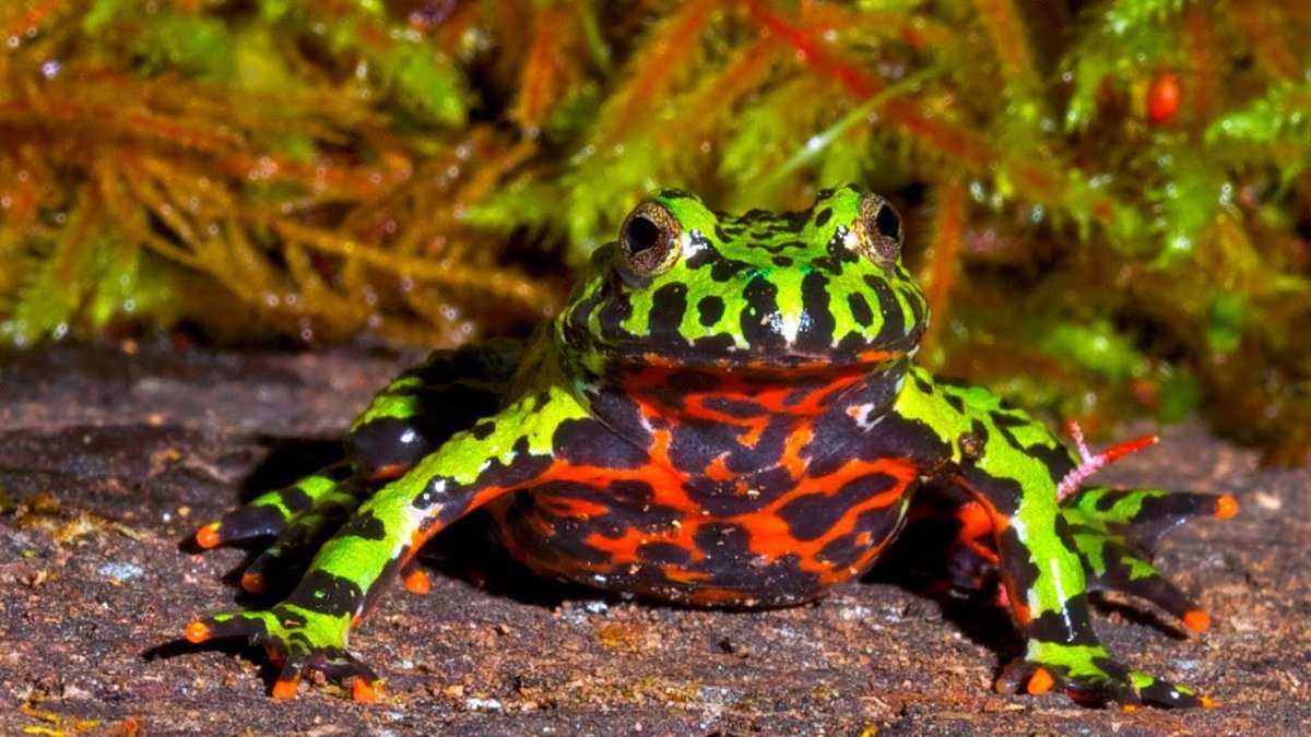 Самые ядовитые лягушки в мире: топ 13 опасных лягушек