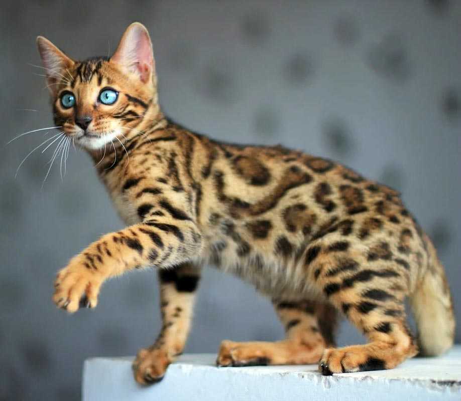 Бенгальская кошка: описание породы и характера | kitty pryde