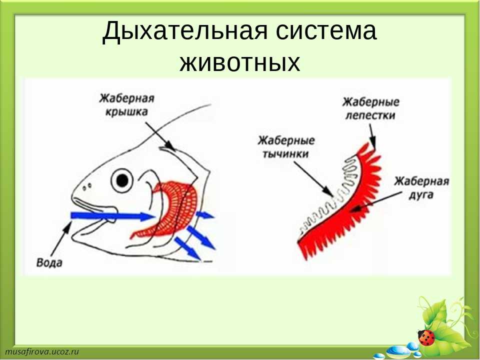 Процесс спаривания рыб: краткое строение половой системы, способы размножения рыбок