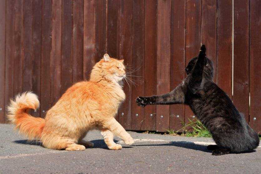 Агрессия у кошки. как хозяину решить проблему