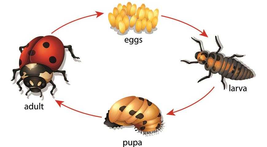 Стадии развития божьей коровки в картинках