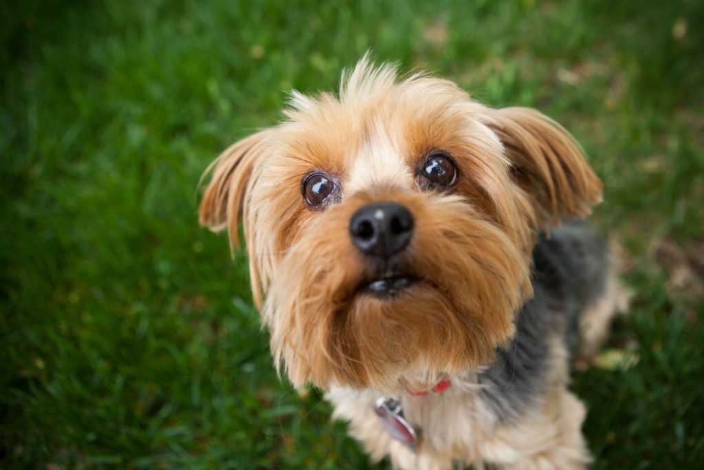 Маленькие породы собак — фото с названиями собачек