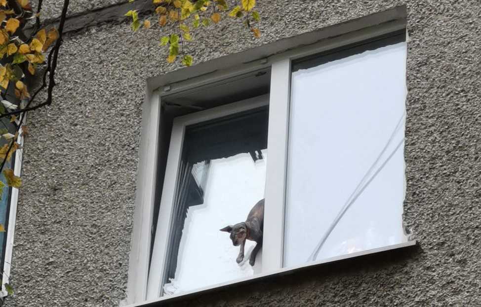 Почему коты падают из окна