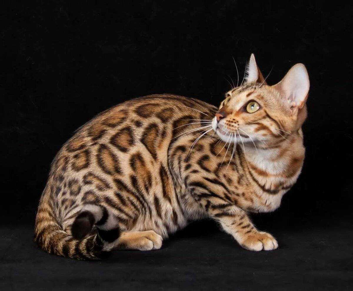 Бенгальская кошка: 90 фото, описание, стандарт, характер породы кошек