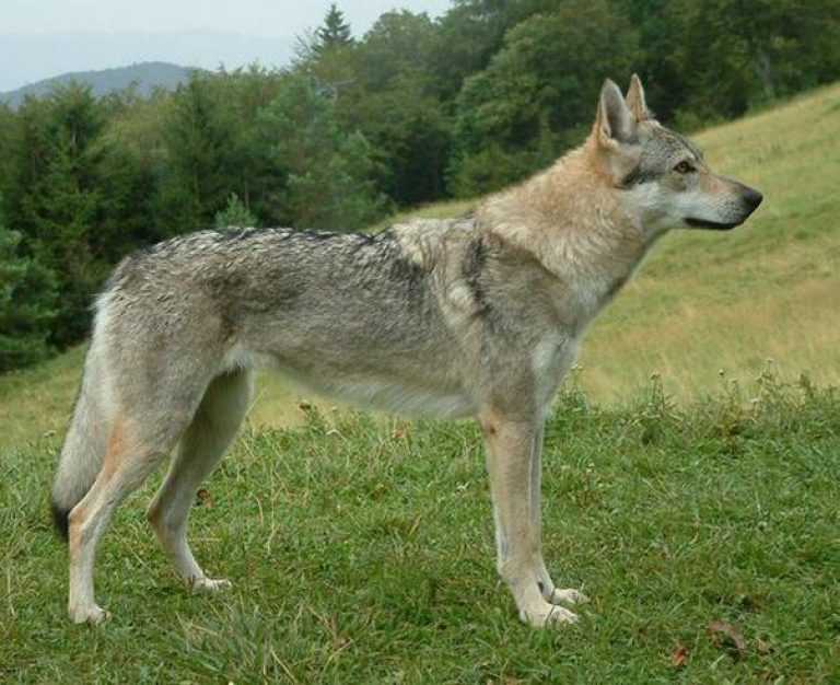 Чехословацкий влчак: фото, описание породы, характера, ухода